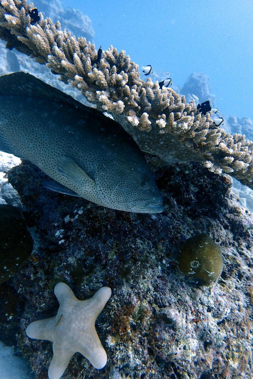 Rasdhoo Dive Lodge Εξωτερικό φωτογραφία